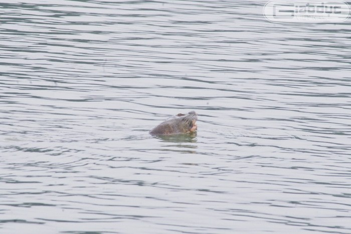 "Cụ rùa" Hồ Gươm hiện đang nằm trong danh sách 100 loài động, thực vật đặc biệt bị đe dọa nhất thế giới.